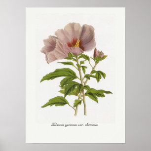 Hibiskus syriacus var. chinensis poster