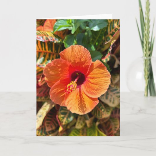 Hibiskus und Croton Karte (Vorderseite)