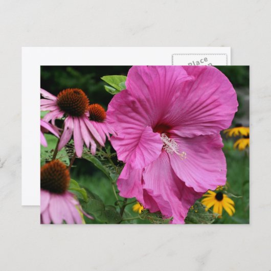 Hibiskus- und Freunde-Blumengarten-Fotografie Postkarte (Vorne/Hinten)