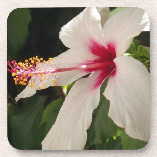Hibiskus-Untersetzer Untersetzer (Vorderseite)