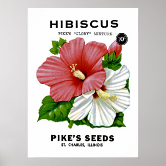 Hibiskus Vintages Saatgut Poster