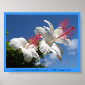 Hibiskus waimeae bei McBryde Garden - NTBG - Kauai Poster (Vorne)