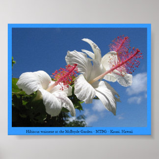 Hibiskus waimeae bei McBryde Garden - NTBG - Kauai Poster