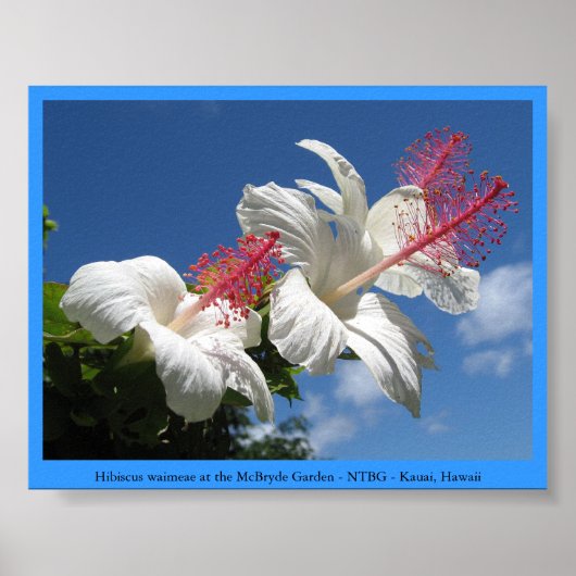 Hibiskus waimeae bei McBryde Garden - NTBG - Kauai Poster (Vorne)