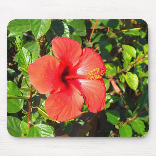 Hibiskusblüte Mousepad (Vorne)