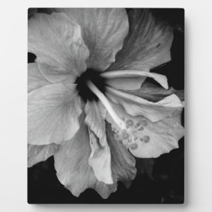Hibiskusblüten-Fotografie Fotoplatte