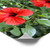 Hibiskusblüten Poster (Ecke)