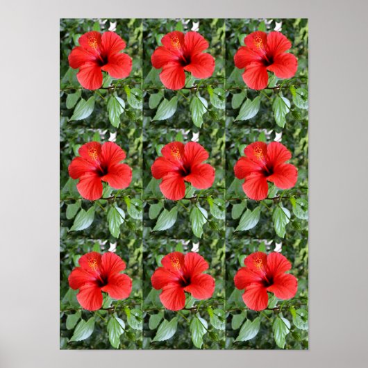 Hibiskusblüten Poster (Vorne)