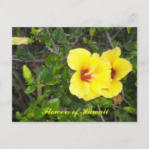 Hibiskusblüten von Hawaii Postkarte