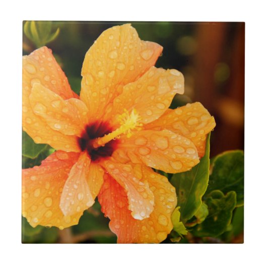 Hibiskusblütenfotografie Fliese (Vorderseite)
