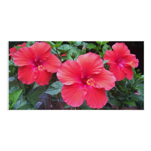 Hibiskusdruck Poster