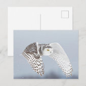 Hibou Harfang des neiges Postkarte (Vorne/Hinten)