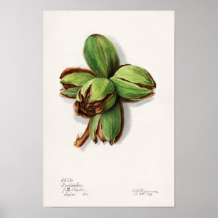 Hickory (Carya) Fruchtfarben Poster