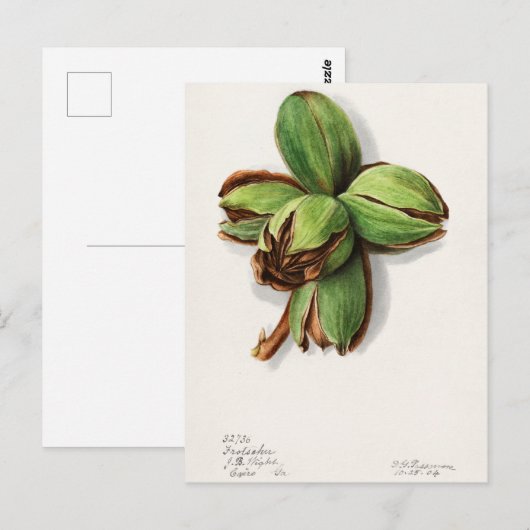 Hickory (Carya) Fruchtfarben Postkarte (Vorne/Hinten)