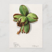 Hickory (Carya) Fruchtfarben Postkarte (Vorderseite)