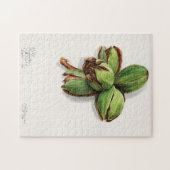 Hickory (Carya) Fruchtfarben Puzzle (Horizontal)