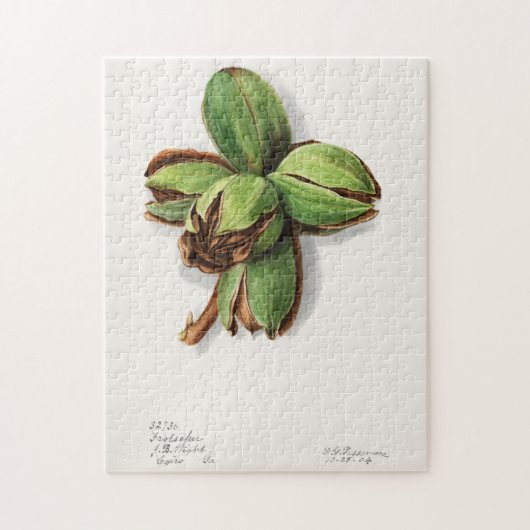 Hickory (Carya) Fruchtfarben Puzzle (Vertikal)