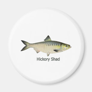 Hickory Shad Magnet