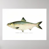 Hickory Shad Poster (Vorne)