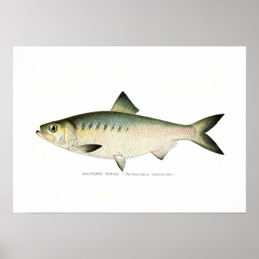 Hickory Shad Poster (Vorne)