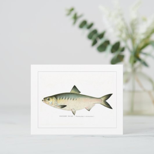 Hickory Shad Postkarte (Stehend Vorderseite)