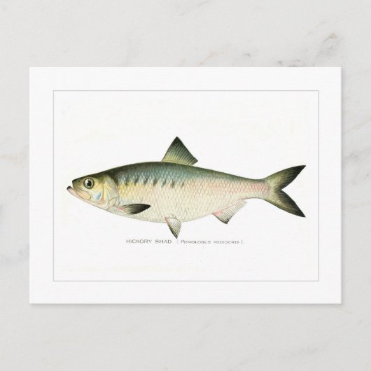 Hickory Shad Postkarte (Vorderseite)