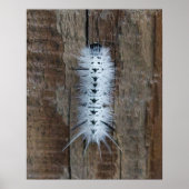 Hickory Tussock Moth Poster (Vorne)