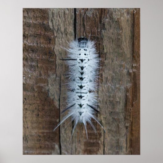 Hickory Tussock Moth Poster (Vorne)