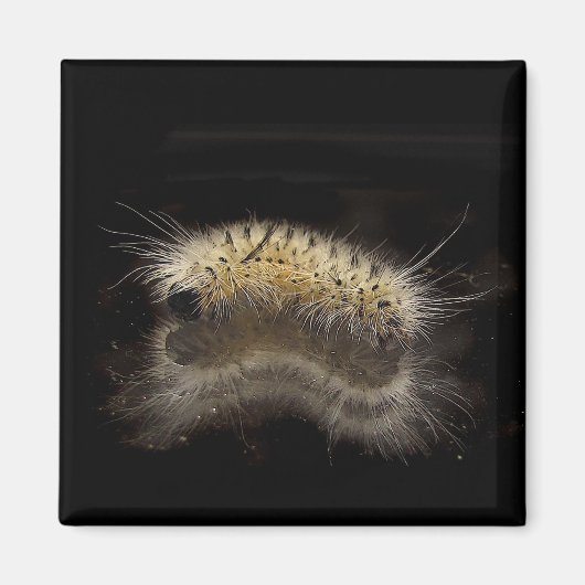 Hickory Tussock Raupe Magnet (Vorne)