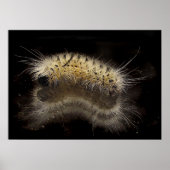 Hickory Tussock Raupe Poster (Vorne)