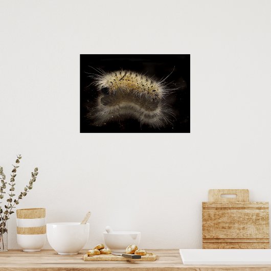 Hickory Tussock Raupe Poster (Küche)