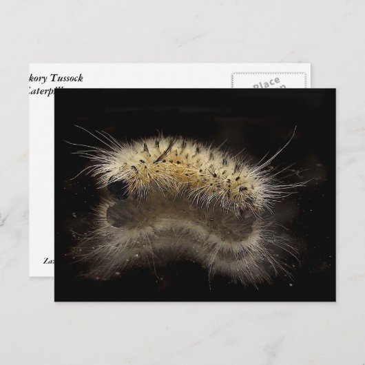 Hickory Tussock Raupe Postkarte (Vorne/Hinten)