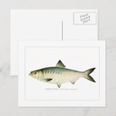 Hickoryshad Postkarte (Vorne/Hinten)