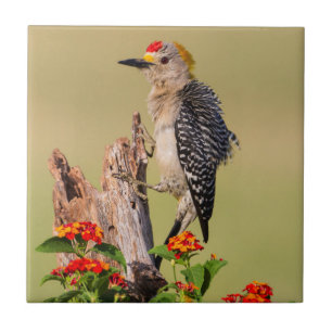Hidalgo County, Texas. Goldstirn-Specht Fliese