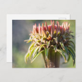 Hidden Gem - Echinacea Postkarte (Vorne/Hinten)