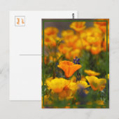 Hidden Poppy Postkarte (Vorne/Hinten)