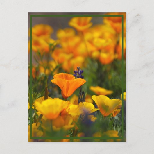 Hidden Poppy Postkarte (Vorderseite)