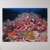 Hidden Scorpionfish Poster (Vorne)