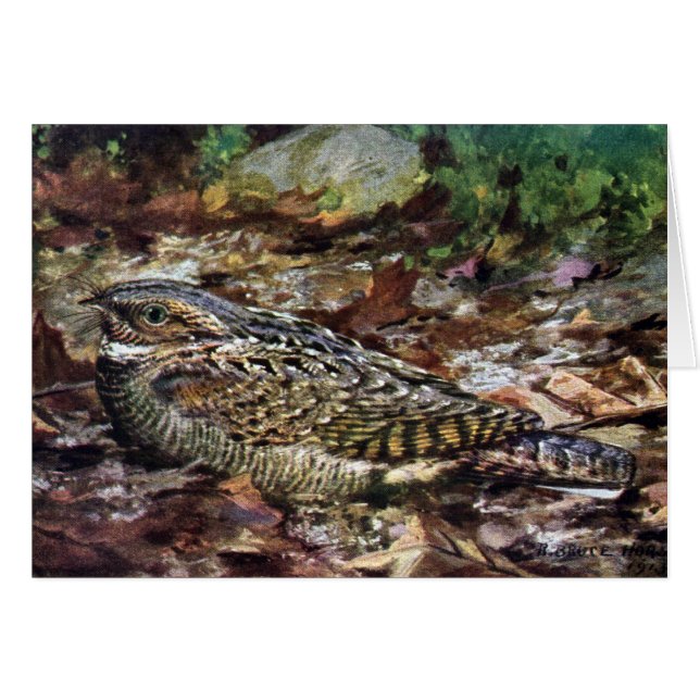 Hidden Whippoorwill (Vorderseite (Horizontal))