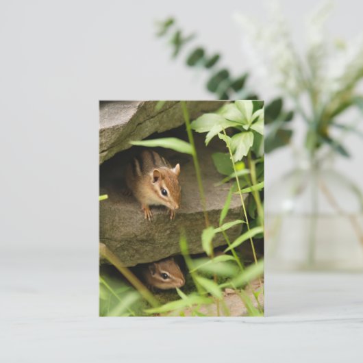 Hide & Seek Baby Chipmunk Geschwister Postkarte (Stehend Vorderseite)