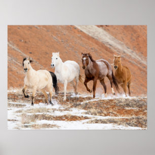 Hideout Ranch mit kleiner Herde Pferde im Schnee Poster