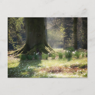 Hier gibt es Feen Postcard Postkarte