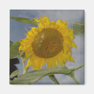 Hier kommt die Sonne Magnet