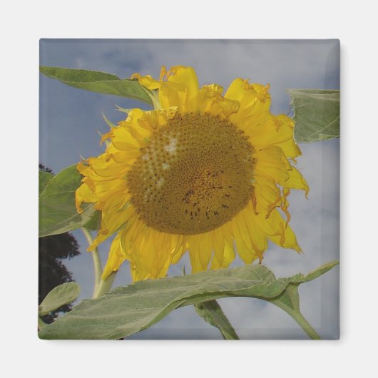 Hier kommt die Sonne Magnet (Vorne)