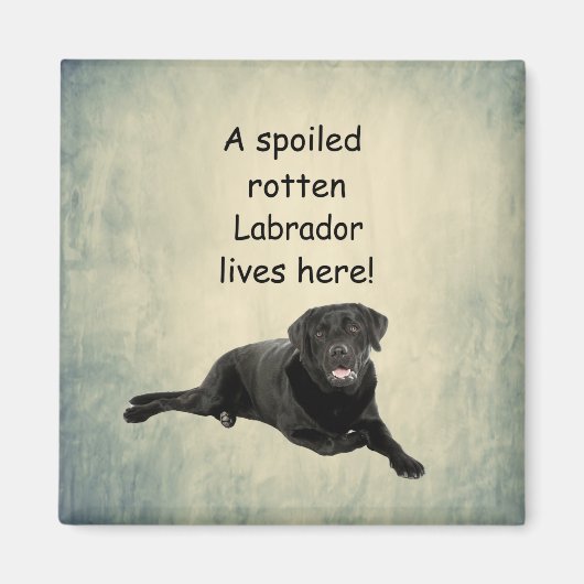 Hier lebt ein verwöhntes Rottenlabor Magnet (Vorne)