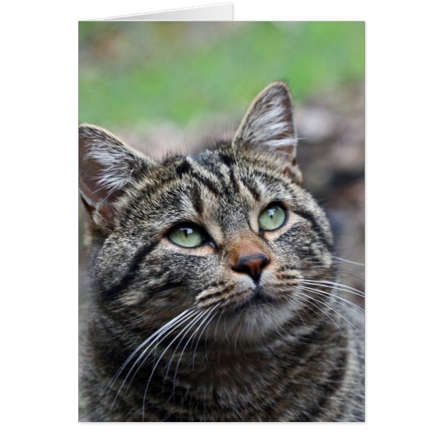 Hier oben nachsehen, weiße Standard-Umschläge inkl (Vorne)