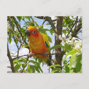 Hier Postkarte "Olivia"