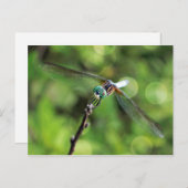 Hier sehen Sie die Libelle Postkarte (Vorne/Hinten)