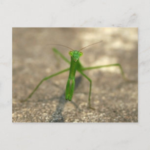 Hier sehen Sie die Postkarte (vorne)