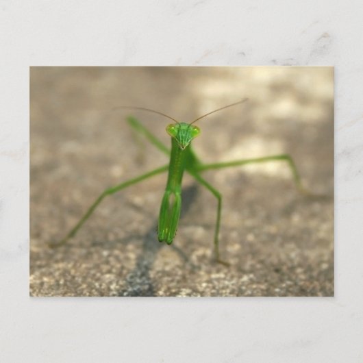 Hier sehen Sie die Postkarte (vorne) (Vorderseite)